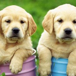 Cute Puppies 4 Cute Puppies 4