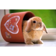 Cute Bunny Cute Bunny