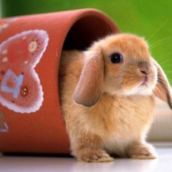 Cute Bunny Cute Bunny