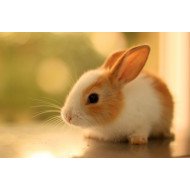 Cute Rabbit Cute Rabbit