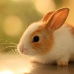 Cute Rabbit