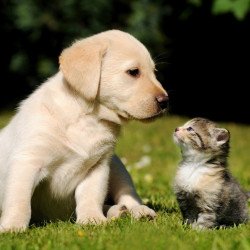 Cute Puppy With Kitten