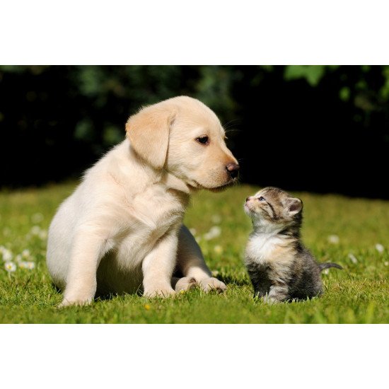 Cute Puppy With Kitten