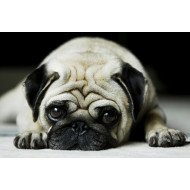 My Cute Pug
