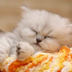 Cute Sleeping Kitten