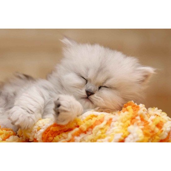 Cute Sleeping Kitten