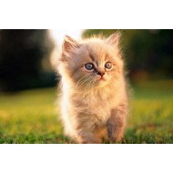 Cute Cat 2 Cute Cat 2