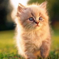 Cute Cat 2 Cute Cat 2