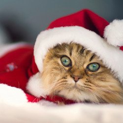Cute Christmas Kitten Cute Christmas Kitten