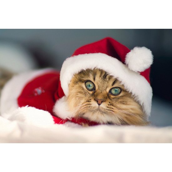 Cute Christmas Kitten