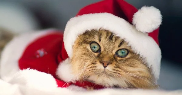 Cute Christmas Kitten