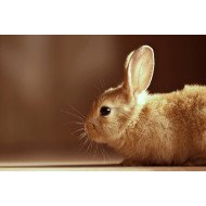Cute Brown Bunny Cute Brown Bunny