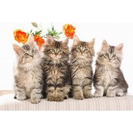 Cute Staring Cats Cute Staring Cats