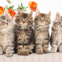 Cute Staring Cats Cute Staring Cats