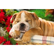 Cute Sleeping Bulldog In A Bucket Cute Sleeping Bulldog In A Bucket