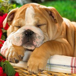 Cute Sleeping Bulldog In A Bucket