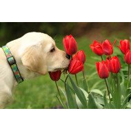 Cute Dog Playing With Flower Cute Dog Playing With Flower