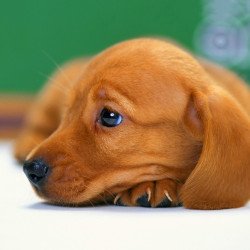 Cute Staring Dog Cute Staring Dog