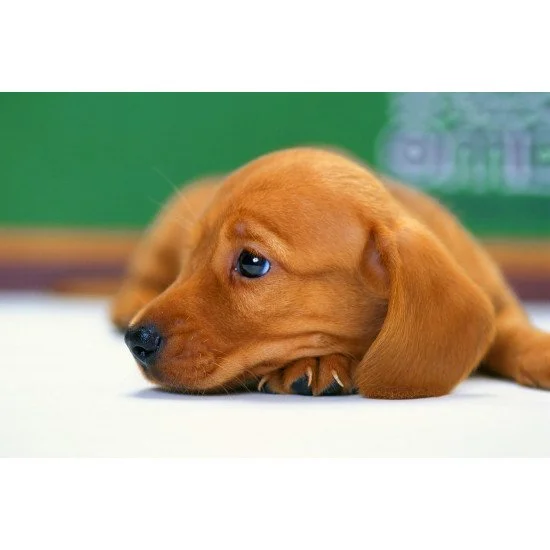 Cute Staring Dog Cute Staring Dog