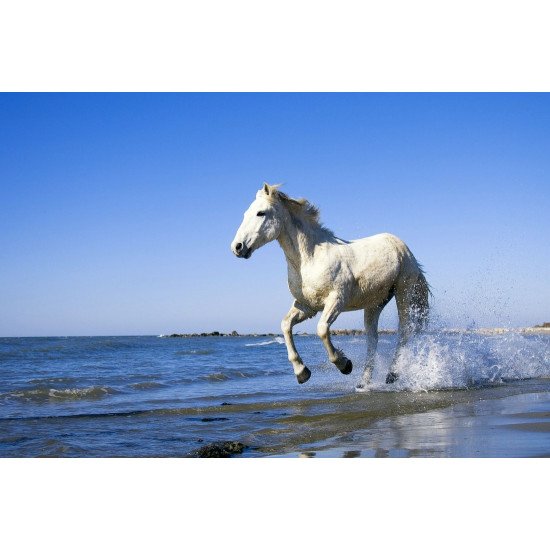 White Horse On A Beach