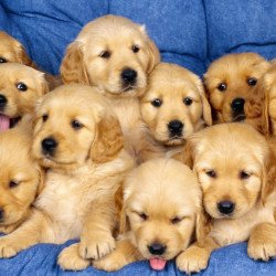 Lots Of Puppies