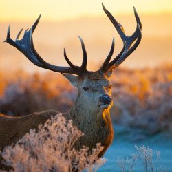 Deer In The Field Deer In The Field