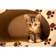 Cute Kitten 5 Cute Kitten 5