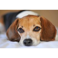 Dog Deep Eyes Dog Deep Eyes