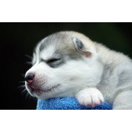 Cute Sleeping Puppy Cute Sleeping Puppy