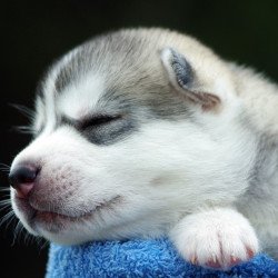 Cute Sleeping Puppy Cute Sleeping Puppy