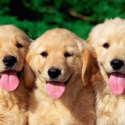 Cute Dogs Cute Dogs