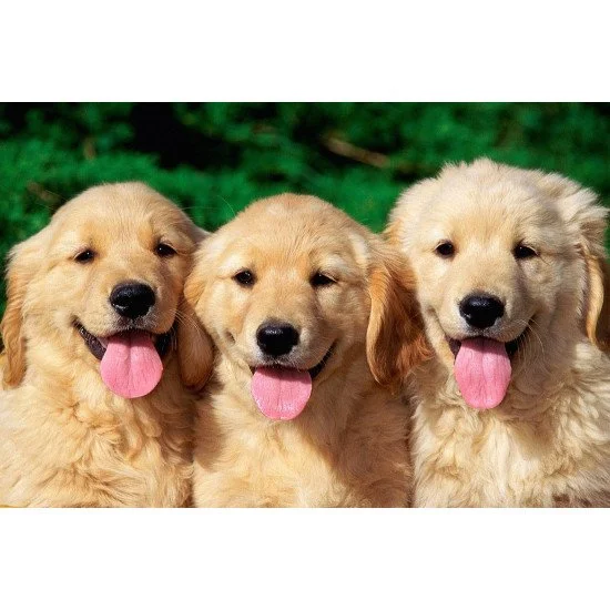 Cute Dogs Cute Dogs