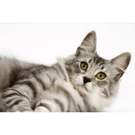 Cute Fluffy Cat Cute Fluffy Cat