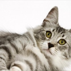 Cute Fluffy Cat Cute Fluffy Cat