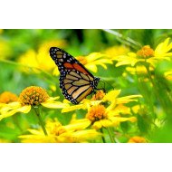 Monarch Butterfly Monarch Butterfly