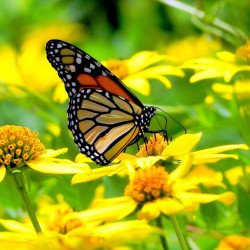 Monarch Butterfly