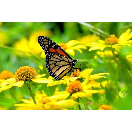 Monarch Butterfly