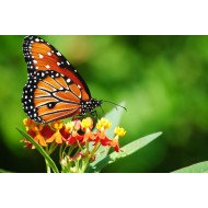 Beautiful Butterly Beautiful Butterly