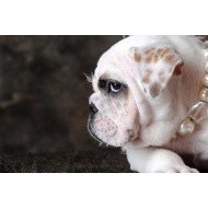 Cute Bulldog Cute Bulldog