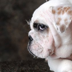 Cute Bulldog