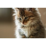 Deep Eyes Cat Deep Eyes Cat