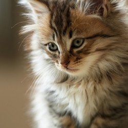 Deep Eyes Cat Deep Eyes Cat