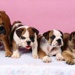 Four Cute Bulldogs