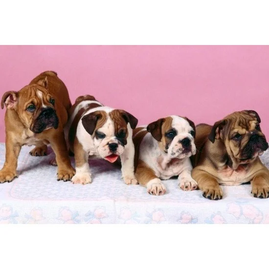 Four Cute Bulldogs Four Cute Bulldogs