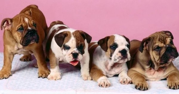 Four Cute Bulldogs