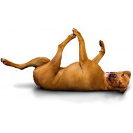 Dog Exercising Dog Exercising