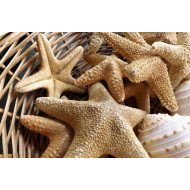 Sea Stars Sea Stars