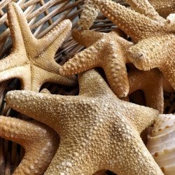 Sea Stars Sea Stars