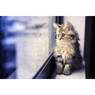 Cat Seeing Shadow Cat Seeing Shadow