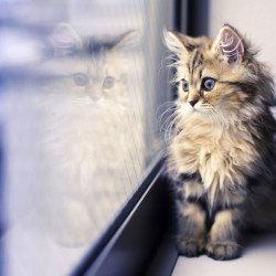 Cat Seeing Shadow Cat Seeing Shadow